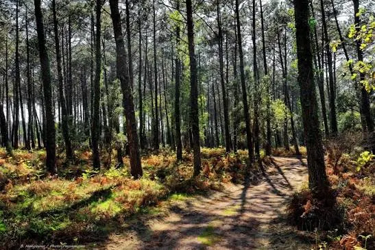 Sentier dans la forêt de pins landaise près de Seignosse, balade en famille