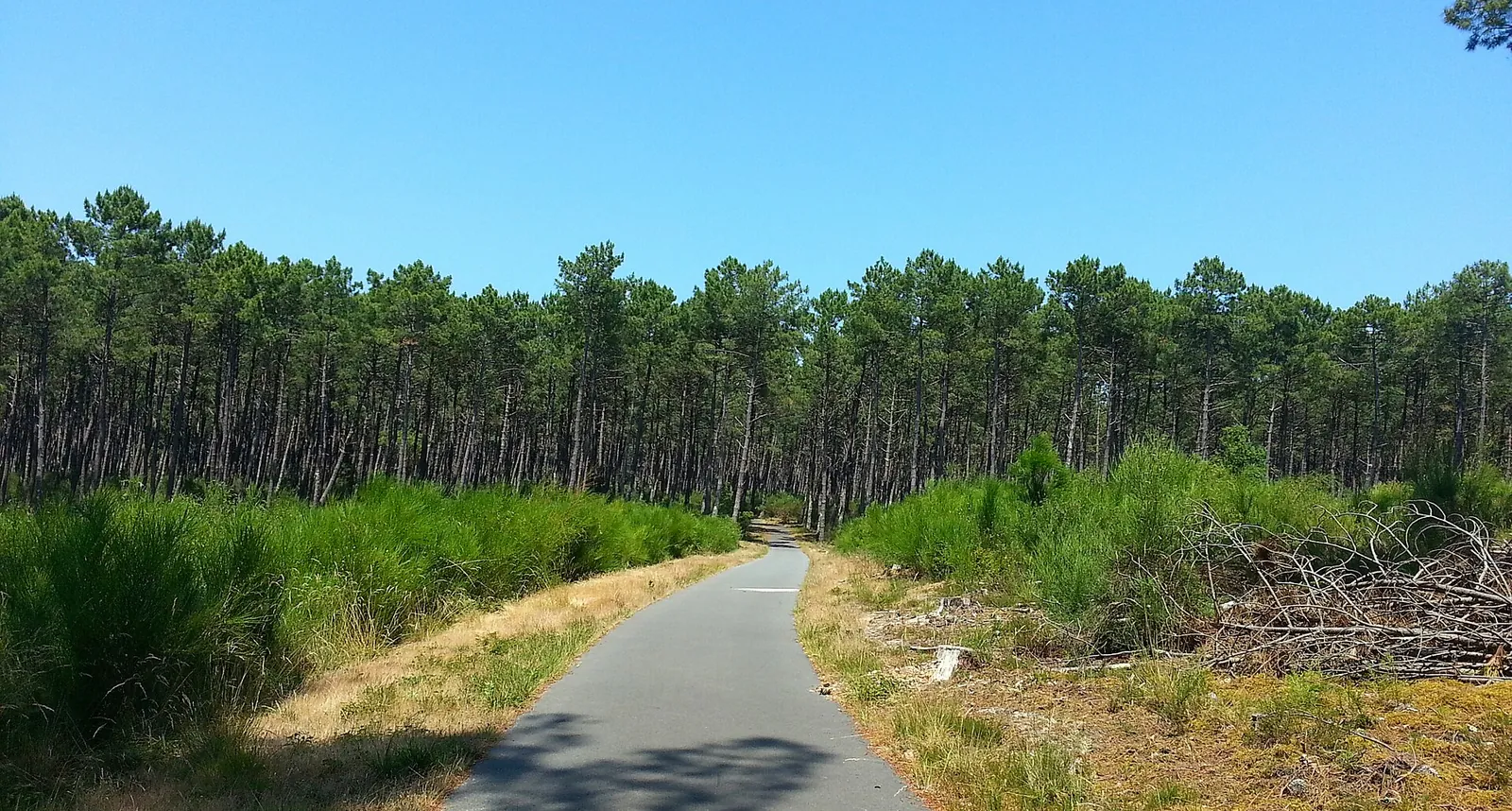 Piste cyclable de la Vélodyssée dans la forêt de pins